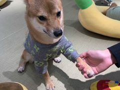 -逗柴咖啡屋·狗咖猫咖宠物桌游