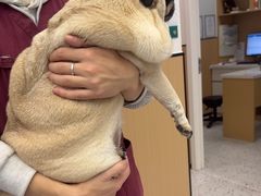 -瑞派康怡24h宠物医院·犬猫医疗中心·微创绝育(瑞景分院)