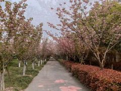-高东镇樱花园