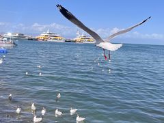 -青海湖国家重点风景名胜区