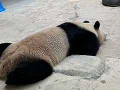 -杭州野生动物世界