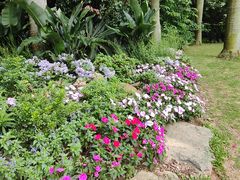-深圳仙湖植物园