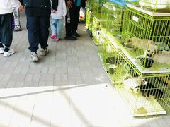 -中环花鸟鱼虫市场