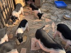 -HERRE·FARM 赫尔露营农场·团建聚会包场