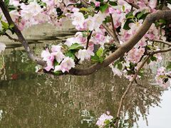 -海棠花溪(元大都城垣遗址公园)