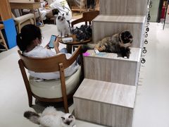 -藏猫猫咖啡主题馆(中央大道店)