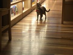-猫的天空之城概念书店(杭州南宋御街店)