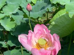 -陈家山荷花公园