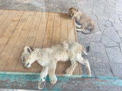 -上海野生动物园
