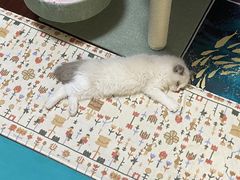 -猫十亿·布偶金渐层·曼基康矮脚猫舍(青年路店)