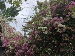 -深圳国际园林花卉博览园