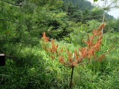 -华山风景名胜区