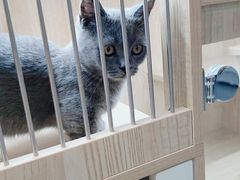 -山宅一喵德文卷毛猫舍