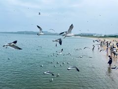 -海驴岛(荣成市)