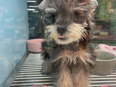 -FAELING PETS美天灵宠物(合生汇店)