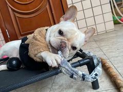 -萌宠之家·腊肠犬·马尔泰·小体犬舍