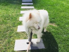 宠物寄养—大草坪遛弯儿-Oh My Dog宠物沙龙(伊珊娜皮毛护理店)