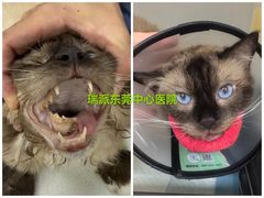 -东莞宠友24H宠物中心医院·转诊夜诊·异宠(新河北路院)