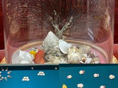 -青岛贝壳博物馆