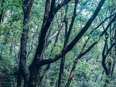 -杭州君悦酒店
