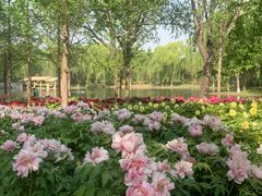 -石家庄市植物园