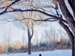 -朝阳公园