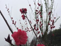 -昆山城市生态森林公园