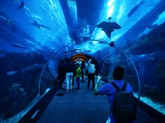 -迪拜水族馆及水下动物园