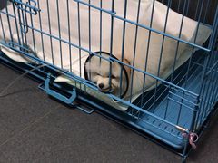 -爱侣宠医·鹦鹉专科·小型哺乳类·异宠专科(灵石路店)