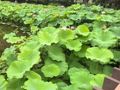 -陈家山荷花公园