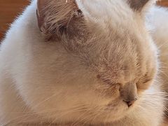 -猫腻·猫咖·撸猫馆(星光大道店)