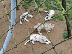 -西霞口神雕山野生动物世界