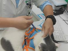 -瑞派动物医院·猫专科·至诚(江南中分院)