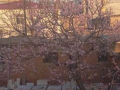 -石家庄市植物园