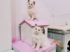 -70cat德文卷毛猫·缅因猫纯种猫舍