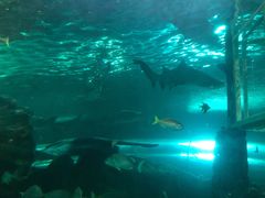 -悉尼海洋生物水族馆