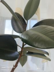 -HEYAN荷妍专业脱毛连锁机构