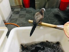 -夏家大锅台炖鱼馆