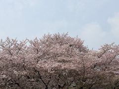 -武汉大学-樱园