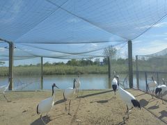 -盐城丹顶鹤湿地生态旅游区