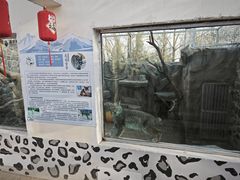 -青藏高原野生动物园