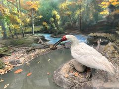 -国家自然博物馆