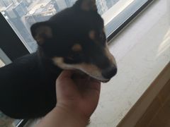 -柴犬小屋·柴餐厅·狗咖食堂(金鼎广场店)