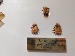 -上海昆虫博物馆