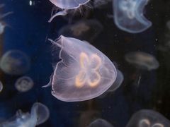 -厦门海底世界