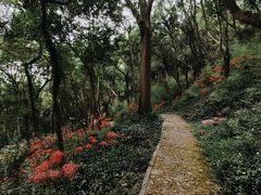 -上海佘山国家森林公园天马山园