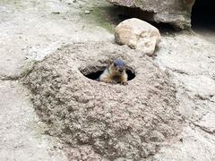 -沈阳森林动物园