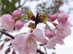 -顾村公园