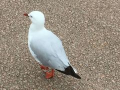 -番禺广场(市桥街道)