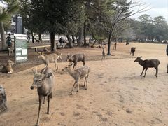 -奈良公园